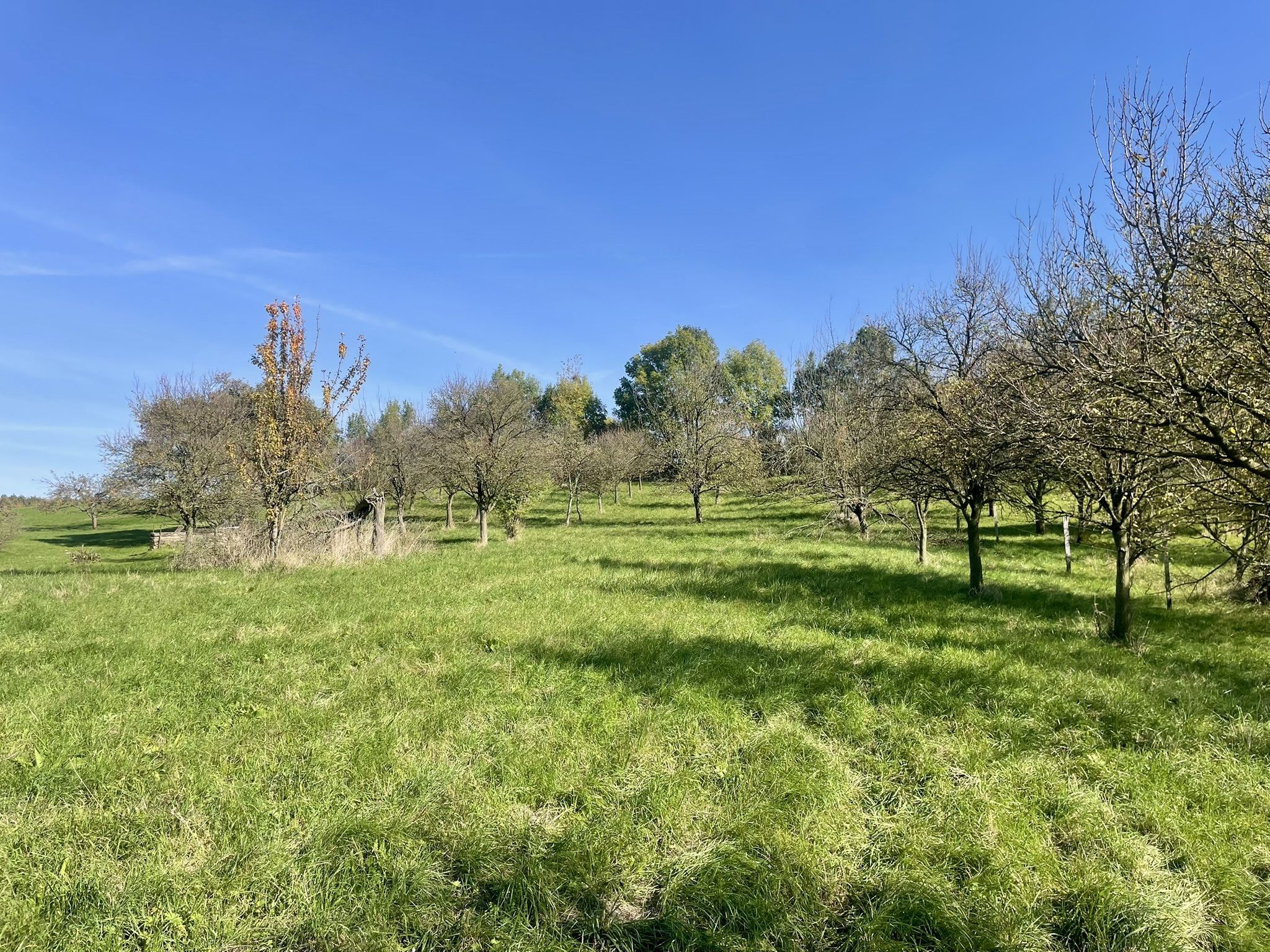 Prodej, Zahrada, Ovocný sad, 2.527m2, Bořenovice - titulní obrázek