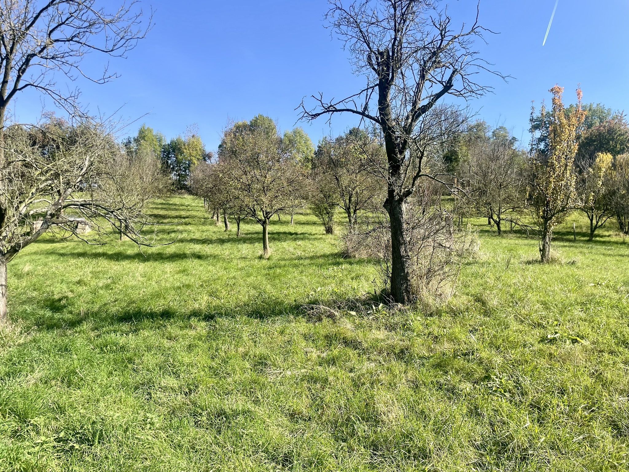Prodej, Zahrada, Ovocný sad, 2.527m2, Bořenovice - obrázek č.3