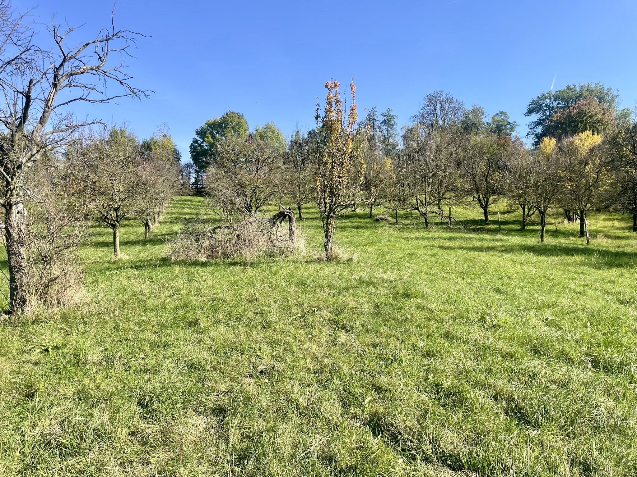 Prodej, Zahrada, Ovocný sad, 2.527m2, Bořenovice - obrázek č.5
