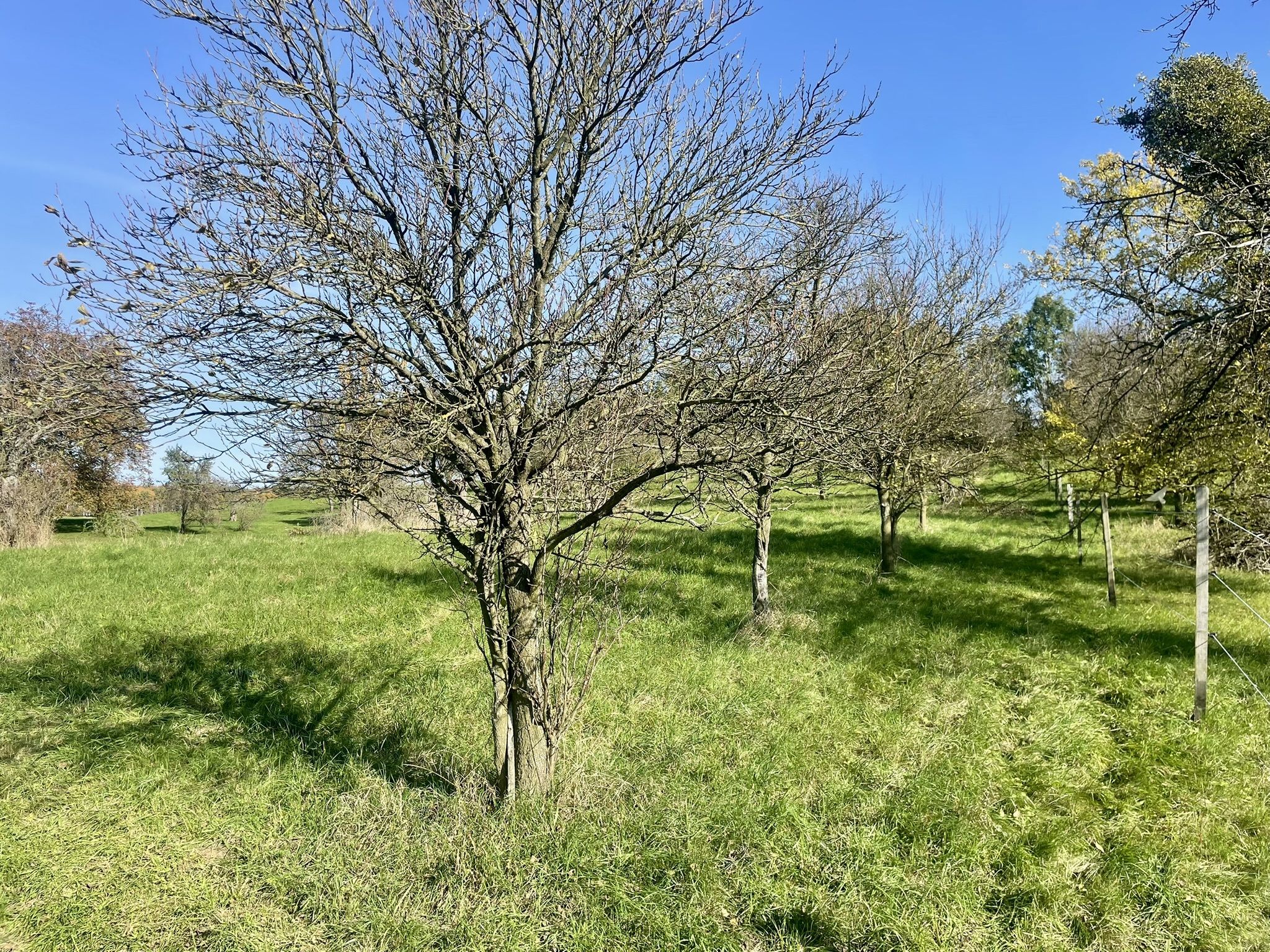 Prodej, Zahrada, Ovocný sad, 2.527m2, Bořenovice - obrázek č.7