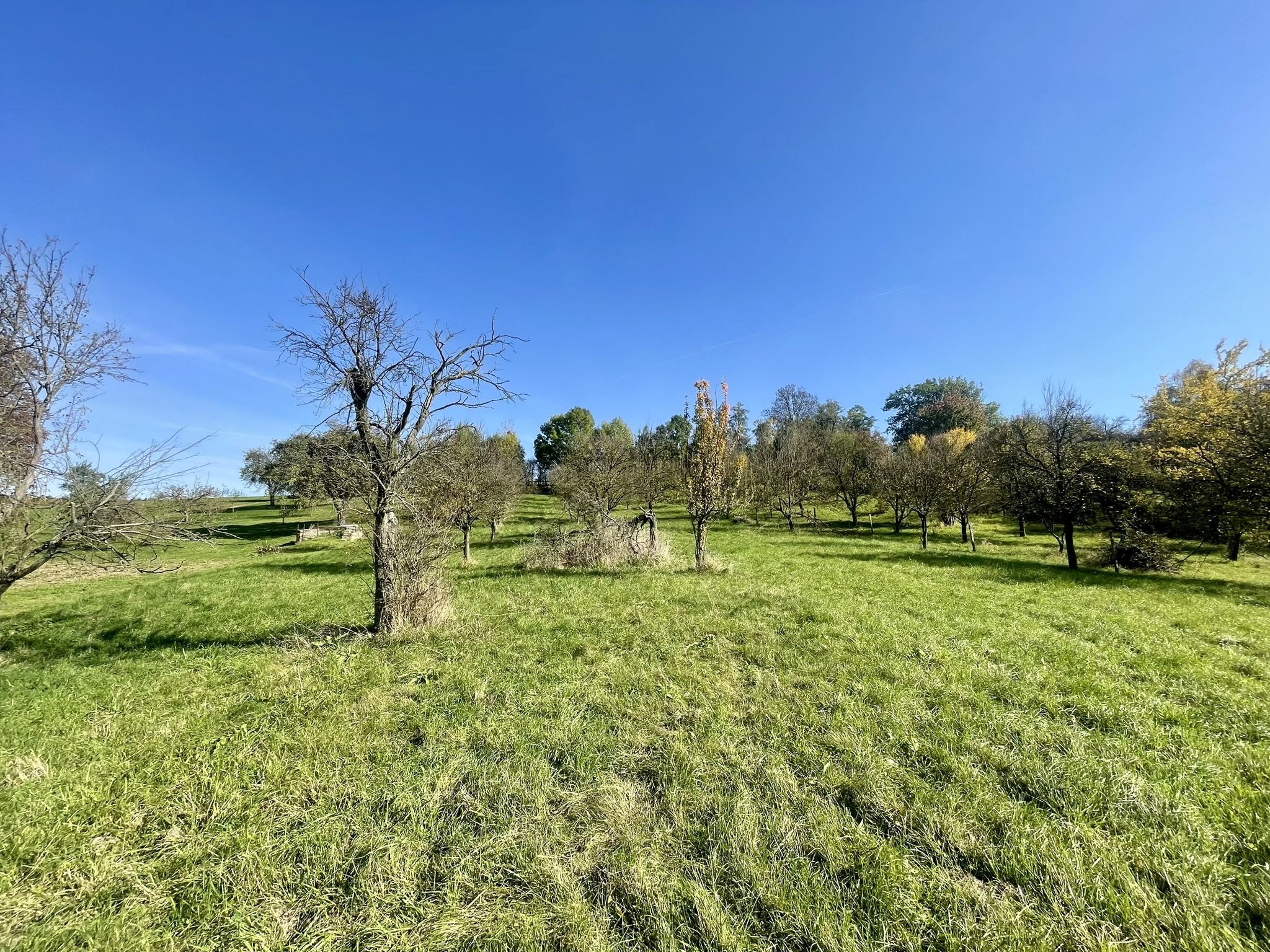 Prodej, Zahrada, Ovocný sad, 2.527m2, Bořenovice - obrázek č.10