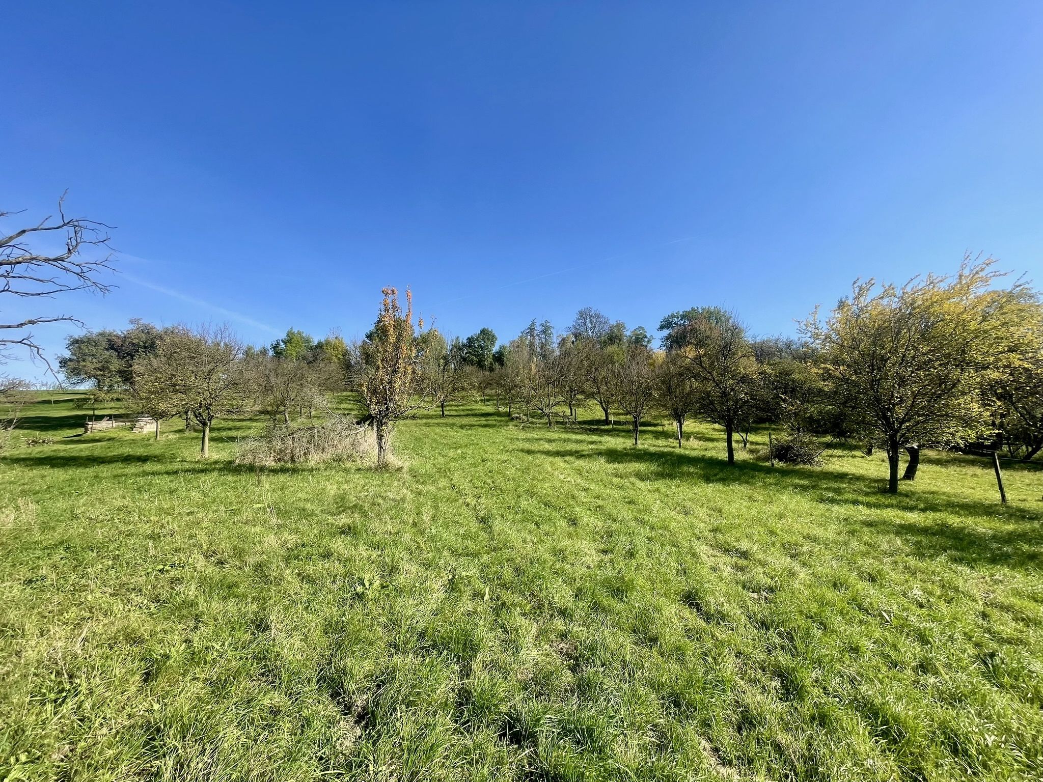 Prodej, Zahrada, Ovocný sad, 2.527m2, Bořenovice - obrázek č.13