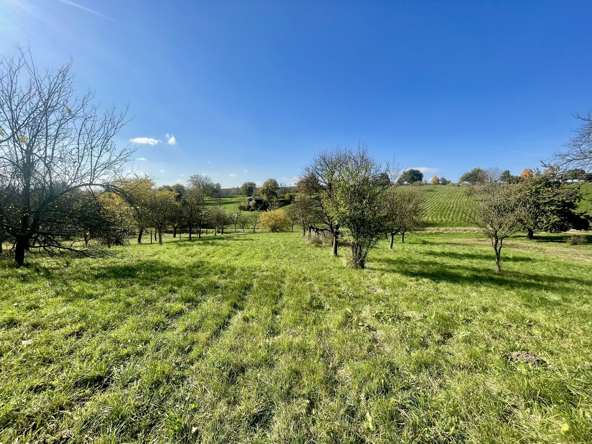 Prodej, Zahrada, Ovocný sad, 2.527m2, Bořenovice - obrázek č.17
