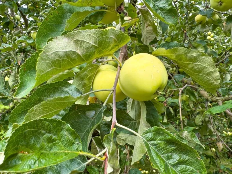 titulni obrazek