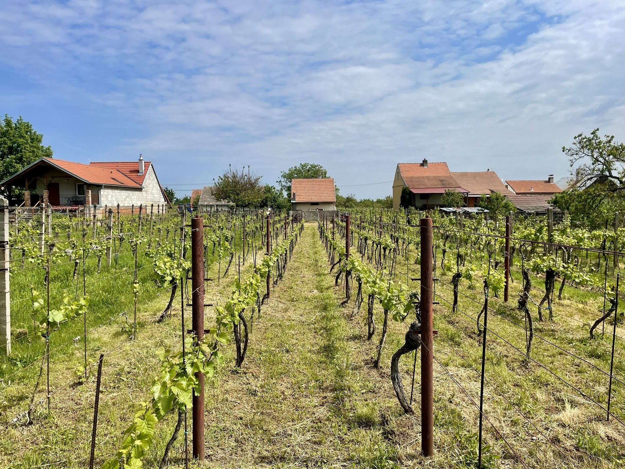 Prodej, Vinný sklep, 1755m2, Mikulčice - obrázek č.24