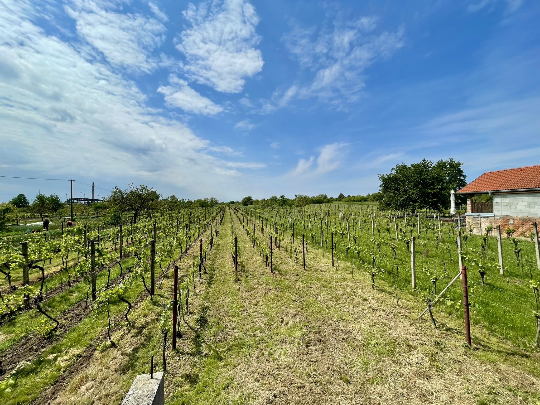 Prodej, Vinný sklep, 1755m2, Mikulčice - obrázek č.25