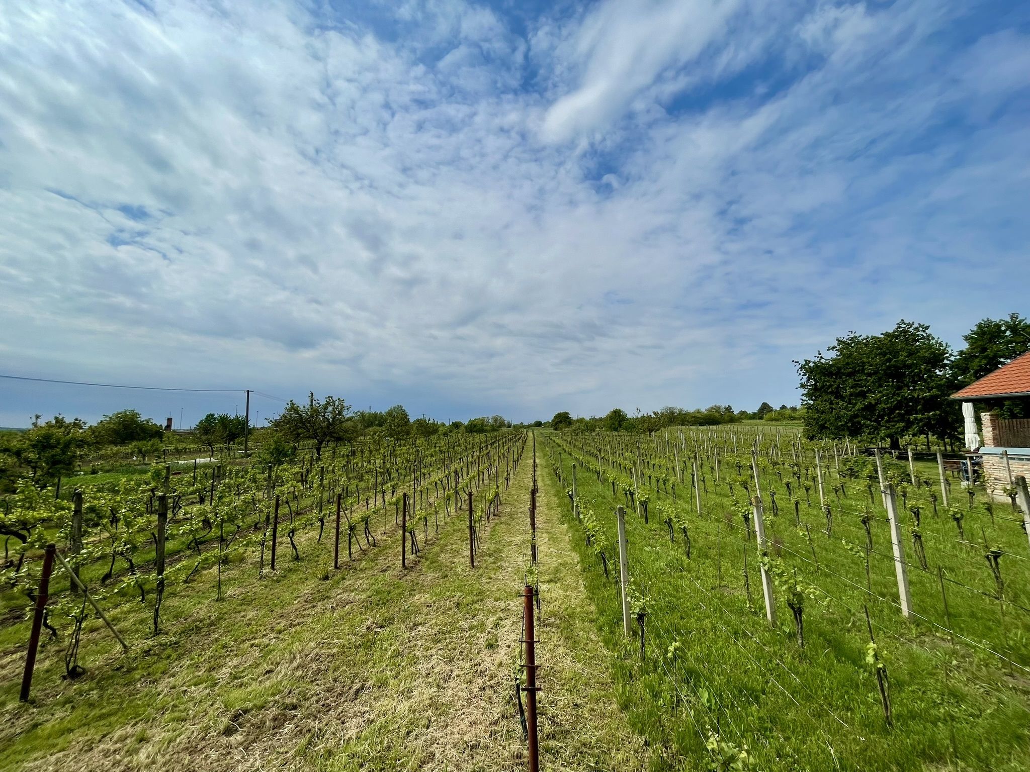Prodej, Vinný sklep, 1755m2, Mikulčice - obrázek č.26