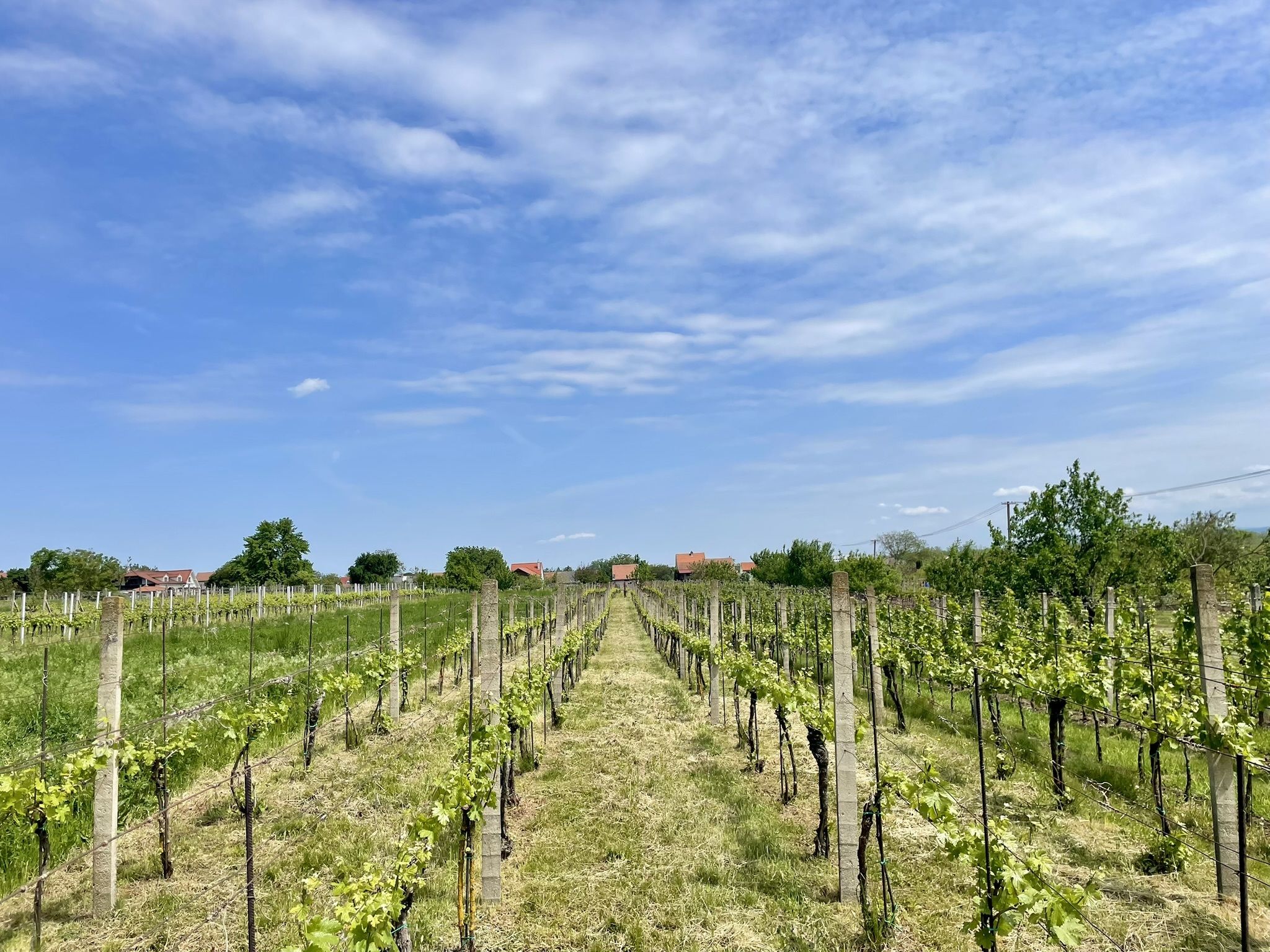Prodej, Vinný sklep, 1755m2, Mikulčice - obrázek č.27